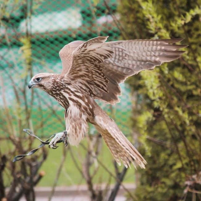 Almaty: Falconry show and Big Almaty Gorge - Sunkar Falconry and the Wild Birds of Prey Show