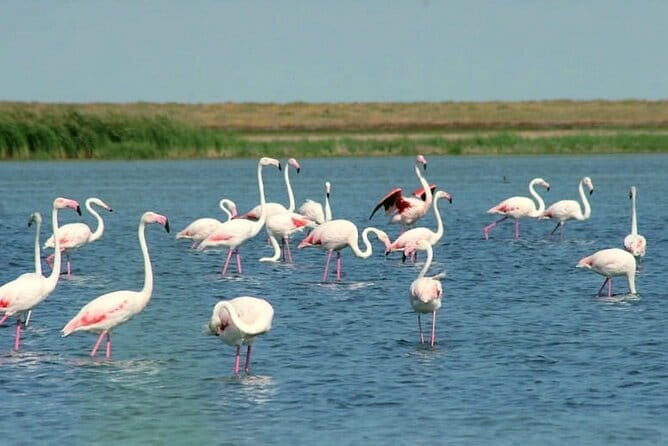 Tour to Korgalzhyn: Flamingo and Wild Fauna Nature Reserve - Quick Highlights Before You Go