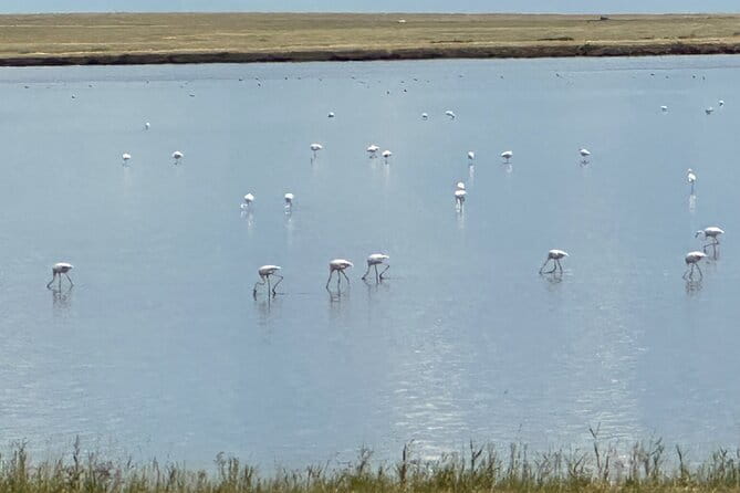 Tour to Korgalzhyn: Flamingo and Wild Fauna Nature Reserve - Driving Out of Nur-Sultan Into Korgalzhyn